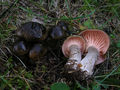 Hygrophorus camarophyllus